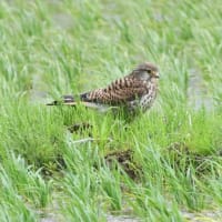 水無月のチョウゲンボウ