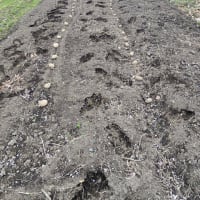 ジャガイモを植えた。