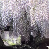 今日の散歩