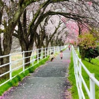 貢川遊歩道　「桜のトンネル」