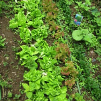 体調もようやく回復しての「ジャガイモほり」