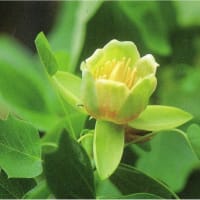 能里子のワンポイントアドバイス