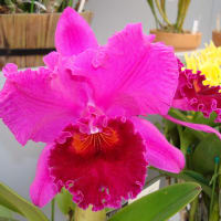 Rlc. Mark Zeug‘Yumi’