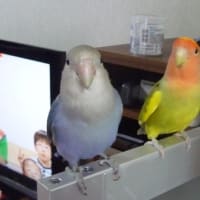 取り合い!!