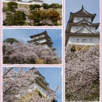 明石城の桜