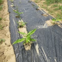 モロッコインゲンに花