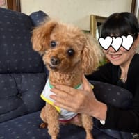 お友達です、トイプードルですが