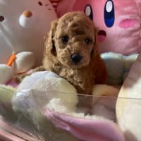 3月26日生プードルの男の子1