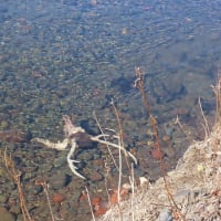 今年もウヨロ川にサケの稚魚が