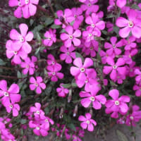 散歩花