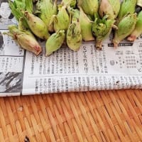 野草の会活動中