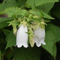 野の花　ホタルブクロ