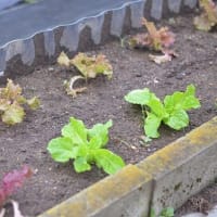 一雨降ったら、成長が早い、雑草も
