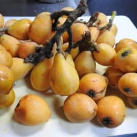 早生桃（千代姫）の収穫
