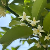 夏も楽しむ　〜ベロペロネのある部屋から〜