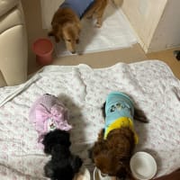 リーコとルッチがいなくなって