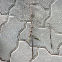 発根　〜ユキヤナギ