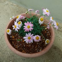 かわいいお花。