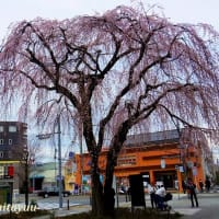 今年の「桜追撮」の旅が終わりを迎えた！！