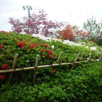 お花のきれいな季節