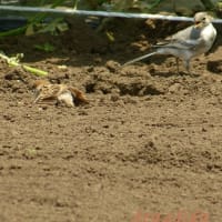 スズメの砂浴び