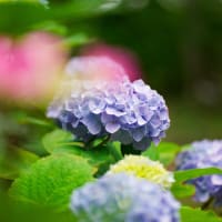 芦刈園の紫陽花　３　（Nikon Z９・AF-S VR Micro NIKKOR 105mm F2.8G IF ED）