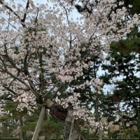 ５月のTGさんの京都御苑写真館