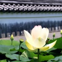 ハス
