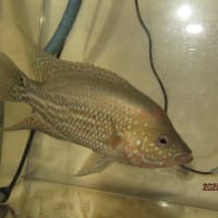 ③サウス♂