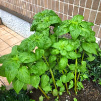 最近の　うちの花壇の　様子です🌹
