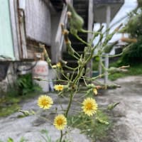 《今日の失敗の話》