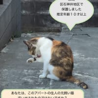 活動報告とお礼