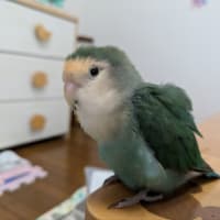 蒼クンとの信頼関係が💔