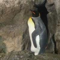 ペンギンと壁穴