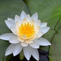 久々の投稿　今年も睡蓮が咲きました