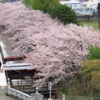 ３月のマンスリーレポート27は桜が満開の素晴らしさでした