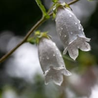 蛍袋