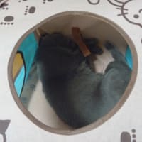 おきなわで