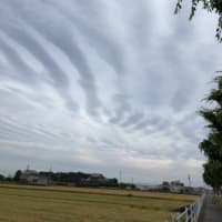 お散歩