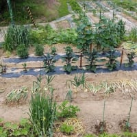 今日の家庭菜園・・雨前にニンニクの収穫を終える