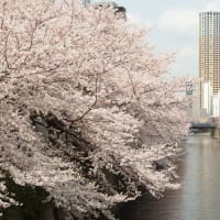 目黒川の桜　いつ、どのぐらい混んでる？　穴場の駅は？