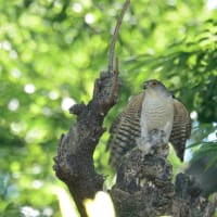 心に残る情景*「鳥景」見沼の小さな森・ツミの家族