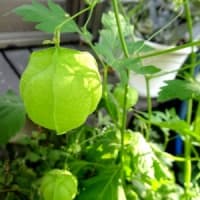 孫達が来た