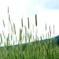 色々やる合い間に季節の花を見てきました