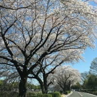 カルチャーパークの桜を写して