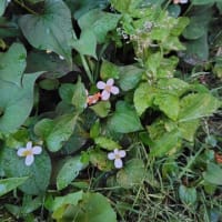 夕闇のお花達
