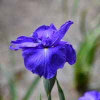 初夏を彩る花しょうぶ・かきつばたあじさいの花景色-2