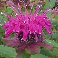 Aさんの花壇のユリが咲き揃いました