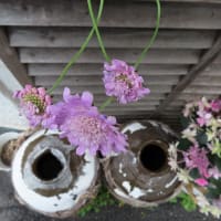 スカビオサ　Scabiosa japonica