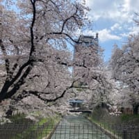桜🌸満開、前橋公園